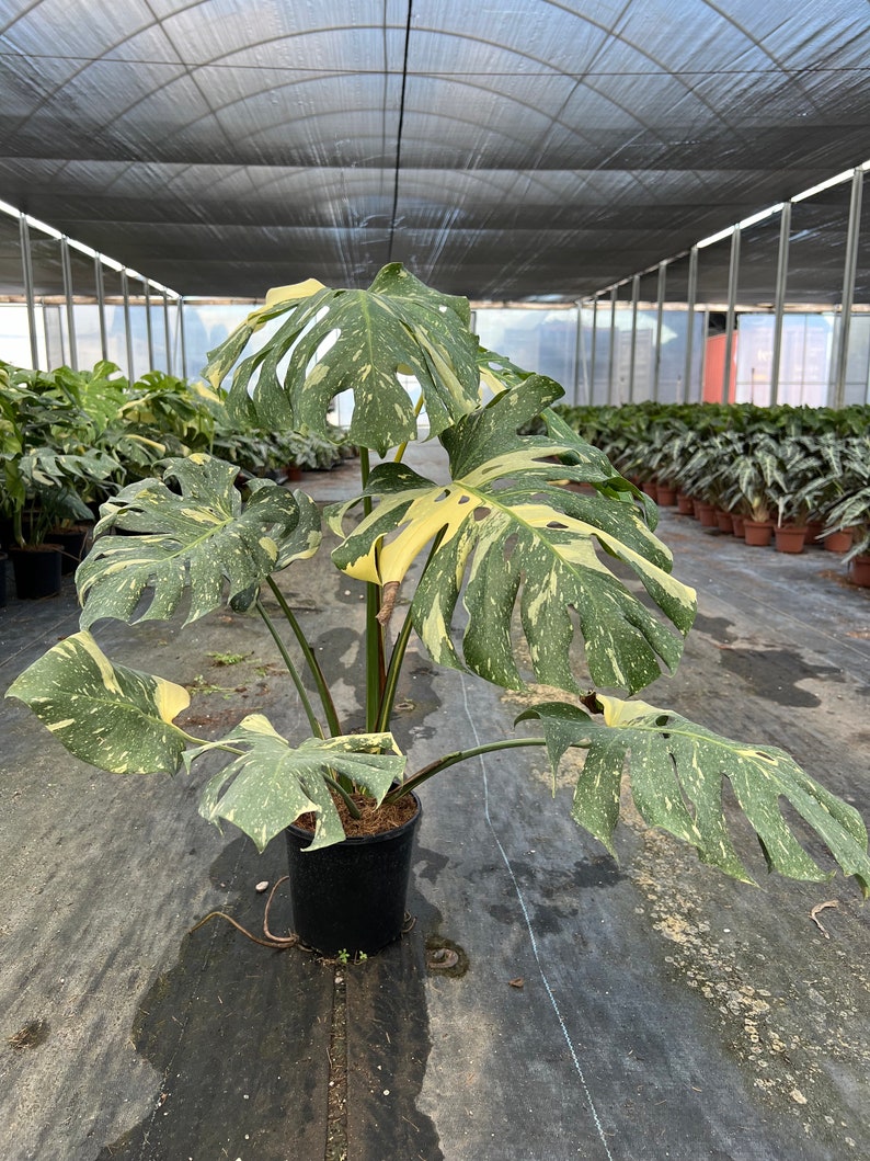 Variegated Monstera | Large Thai Constellation | Mature Fenestration Split Leaf | Live House plant | NOT A CUTTING | Rooted in 4" and 6" Pot