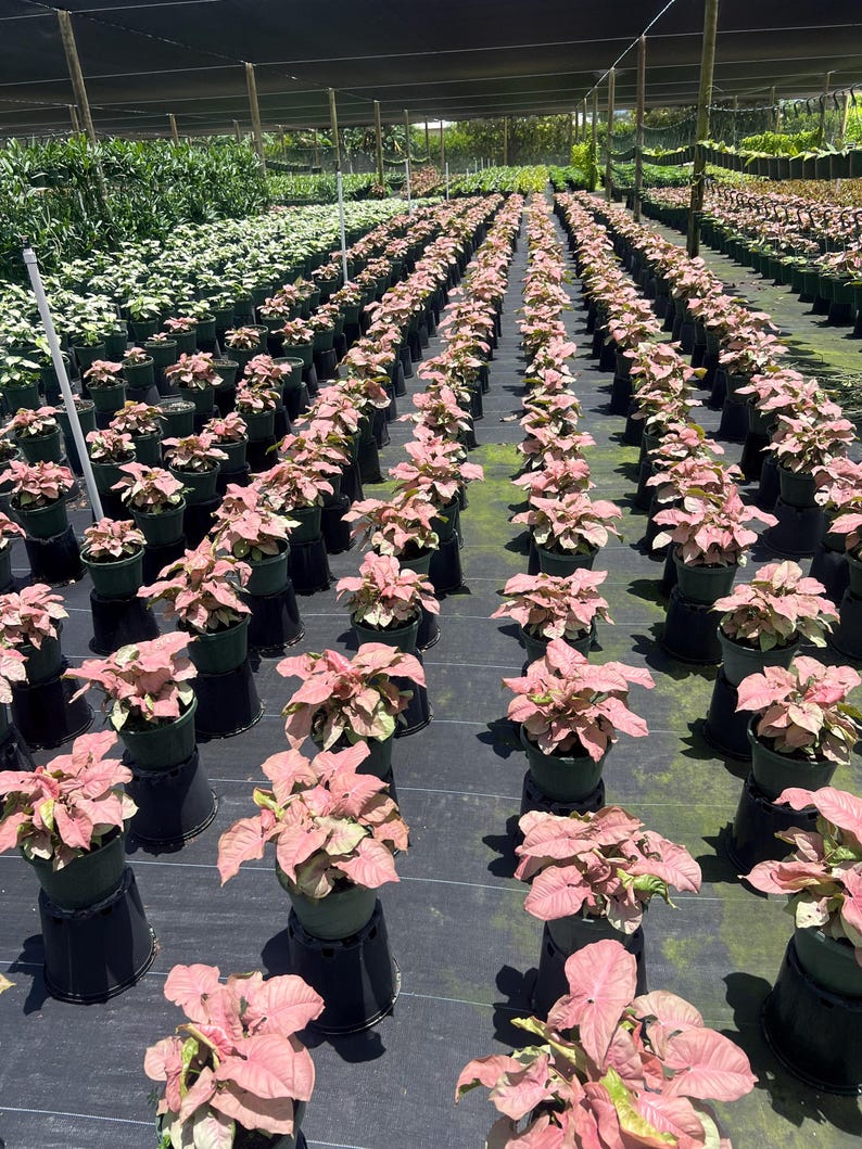 Syngonium Neon Robusta Plant - Pink Arrow Head Shape Leaf | Live Tropical House | Indoor Home & Office Decor in Pot or Hanging Basket