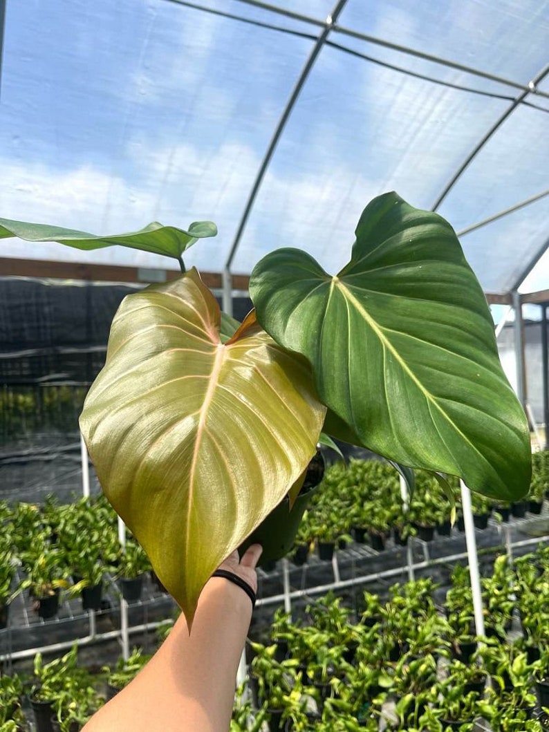 Summer Glory Philodendron | Gloriosum | Live Tropical Houseplant | Outdoor and Indoor Home Decor | Easy Care Rooted in 4, 6 or 8 inch Pot