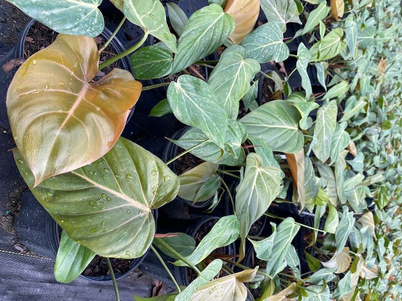 Summer Glory Philodendron | Gloriosum | Live Tropical Houseplant | Outdoor and Indoor Home Decor | Easy Care Rooted in 4, 6 or 8 inch Pot