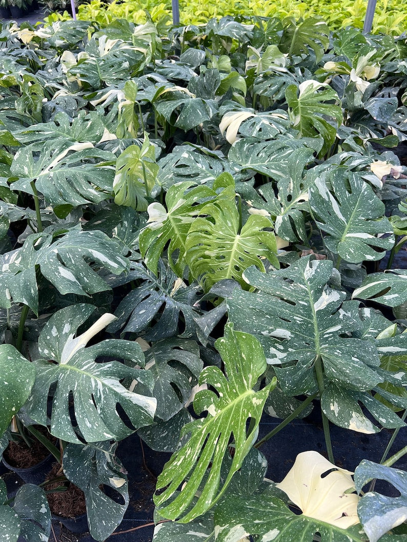 Variegated Monstera | Large Thai Constellation | Mature Fenestration Split Leaf | Live House plant | NOT A CUTTING | Rooted in 4" and 6" Pot