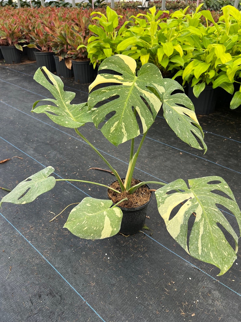 Variegated Monstera | Large Thai Constellation | Mature Fenestration Split Leaf | Live House plant | NOT A CUTTING | Rooted in 4" and 6" Pot