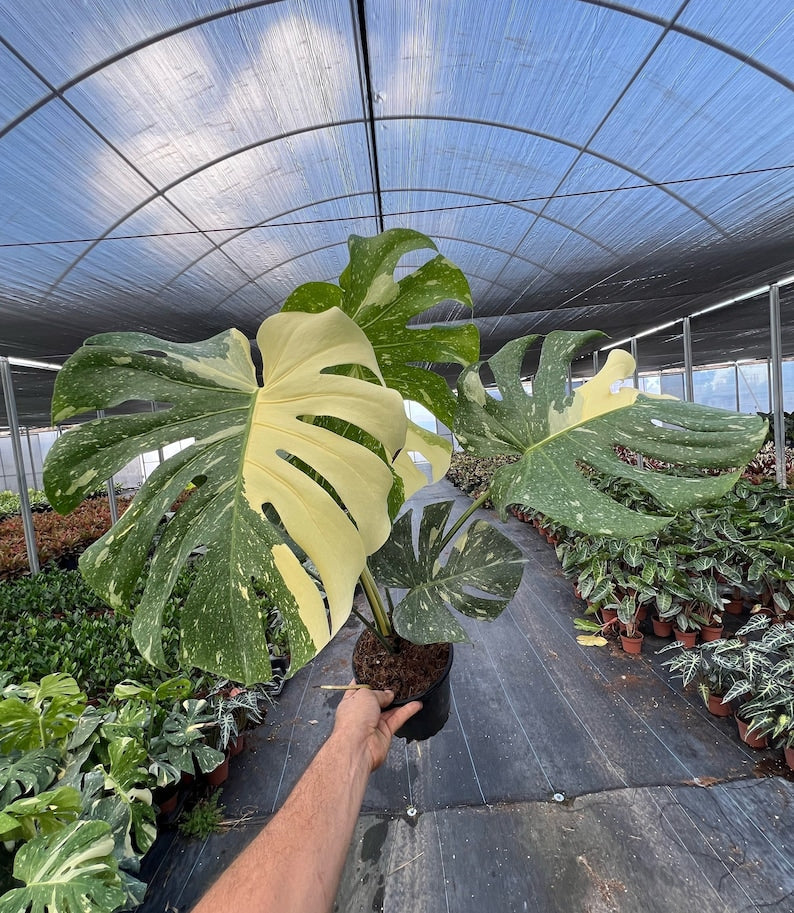 Variegated Monstera | Large Thai Constellation | Mature Fenestration Split Leaf | Live House plant | NOT A CUTTING | Rooted in 4" and 6" Pot