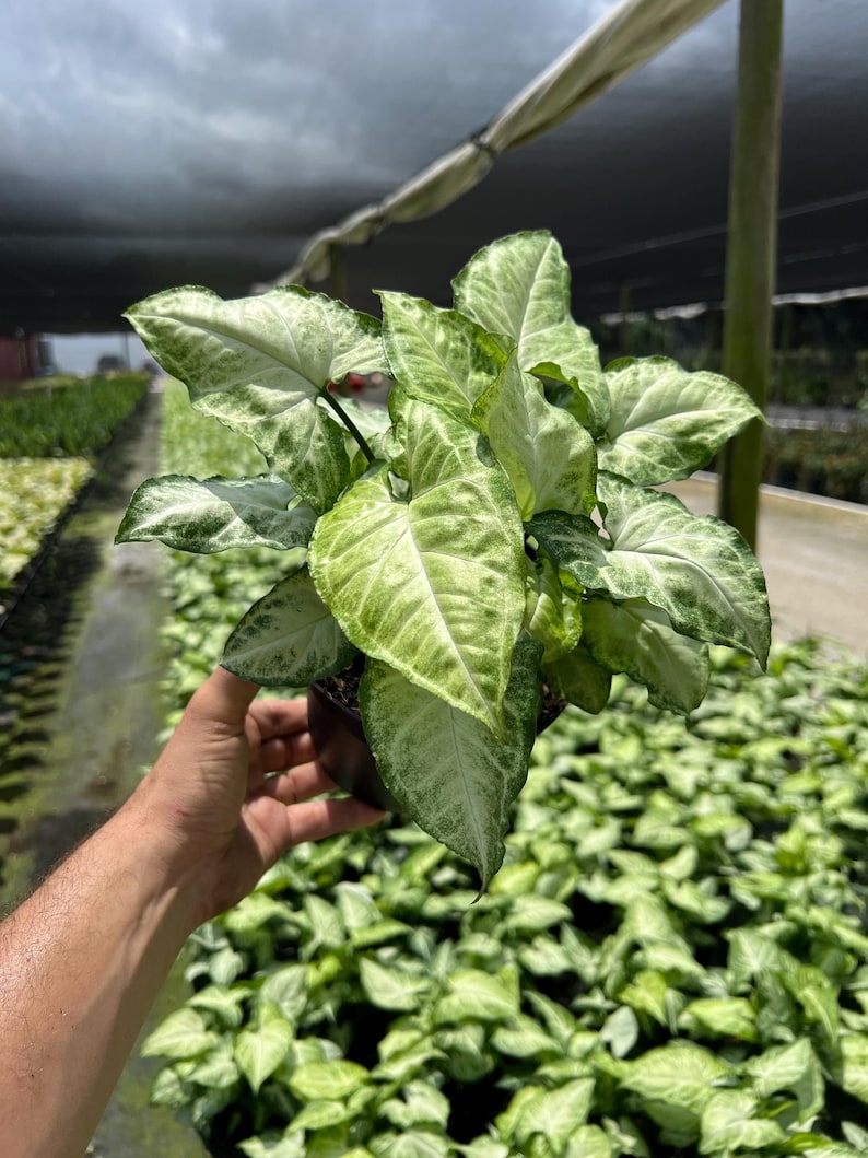 White Butterfly Syngonium Plant - Unique Arrow Head Shape Leaf | Live Tropical Houseplant | Indoor Home Decor Easy Care in 4", 6" or 8" Pot