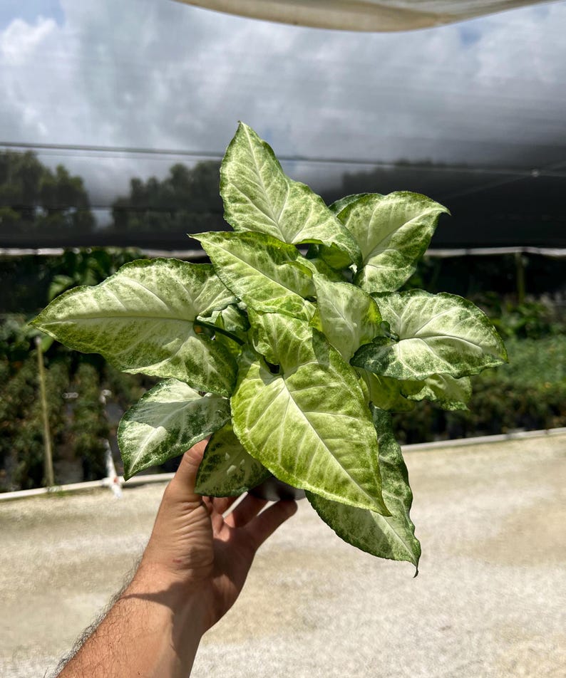 White Butterfly Syngonium Plant - Unique Arrow Head Shape Leaf | Live Tropical Houseplant | Indoor Home Decor Easy Care in 4", 6" or 8" Pot