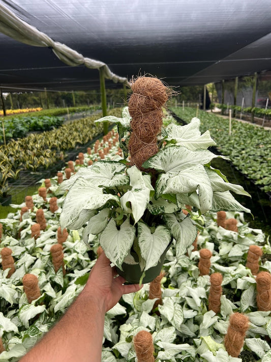 Syngonium Holly M Plant - Unique Arrow Head Shape Leaf | Live Tropical Houseplant | Indoor Home Decor Easy Care in 6” or 8" Pot