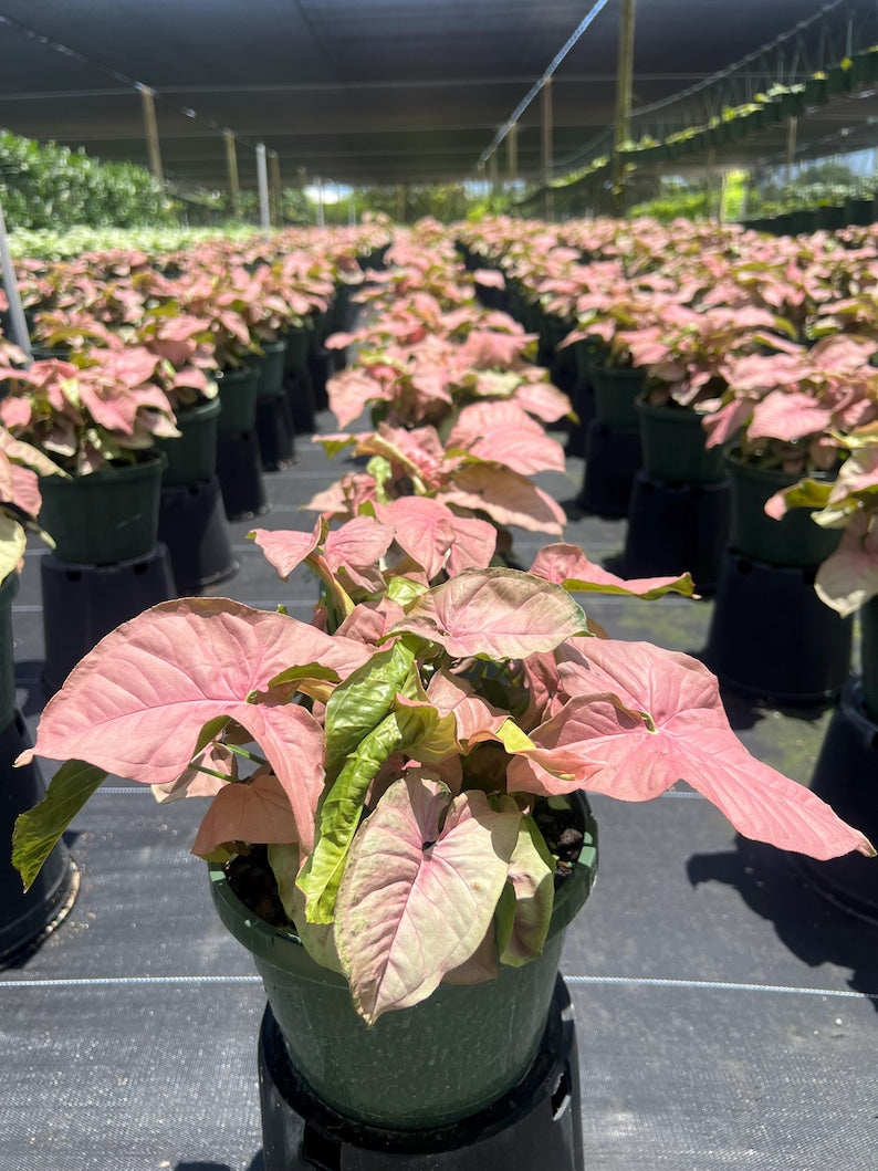 Syngonium Neon Robusta Plant - Pink Arrow Head Shape Leaf | Live Tropical House | Indoor Home & Office Decor in Pot or Hanging Basket