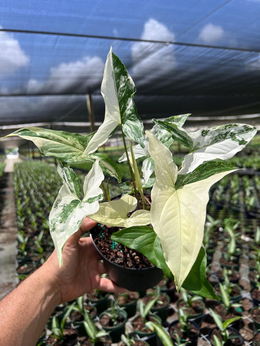 Syngonium Albo Plant - Rare Variegated Arrow Head Leaf | Live Tropical Houseplant | Indoor Home Decor | Easy Care Rooted in 4” or 6" Pot
