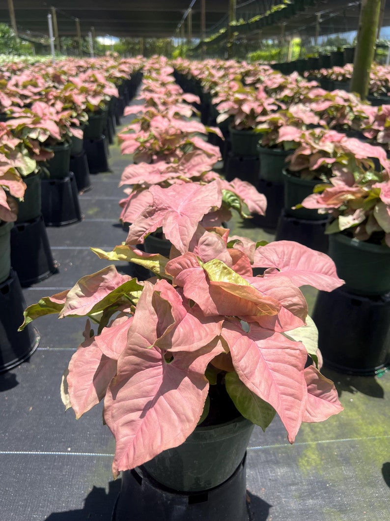 Syngonium Neon Robusta Plant - Pink Arrow Head Shape Leaf | Live Tropical House | Indoor Home & Office Decor in Pot or Hanging Basket