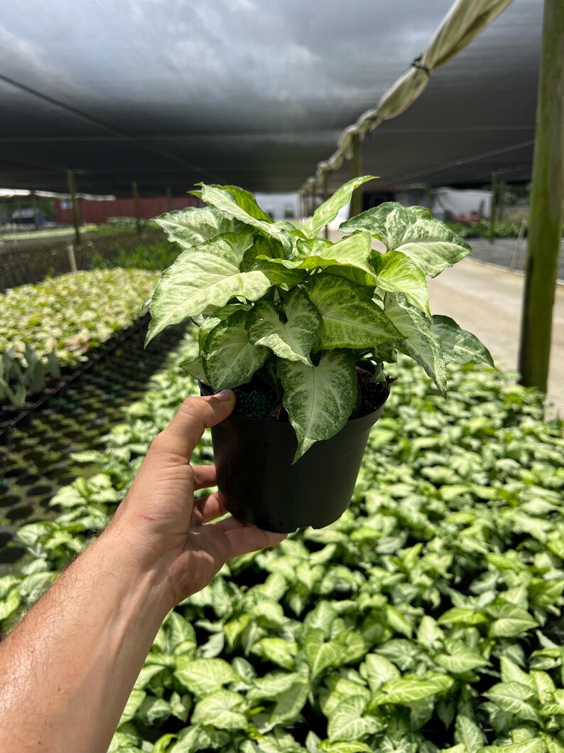 White Butterfly Syngonium Plant - Unique Arrow Head Shape Leaf | Live Tropical Houseplant | Indoor Home Decor Easy Care in 4", 6" or 8" Pot