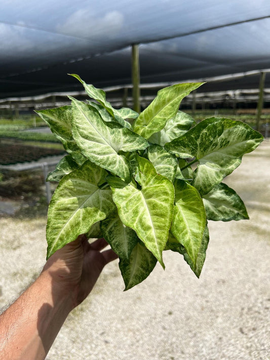 White Butterfly Syngonium Plant - Unique Arrow Head Shape Leaf | Live Tropical Houseplant | Indoor Home Decor Easy Care in 4", 6" or 8" Pot
