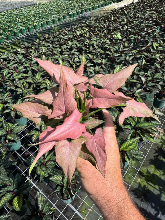 Syngonium Mickey Plant - Unique Arrow Head Shape Leaf | Live Tropical Houseplant | Indoor Home Decor Easy Care in 4" Pot