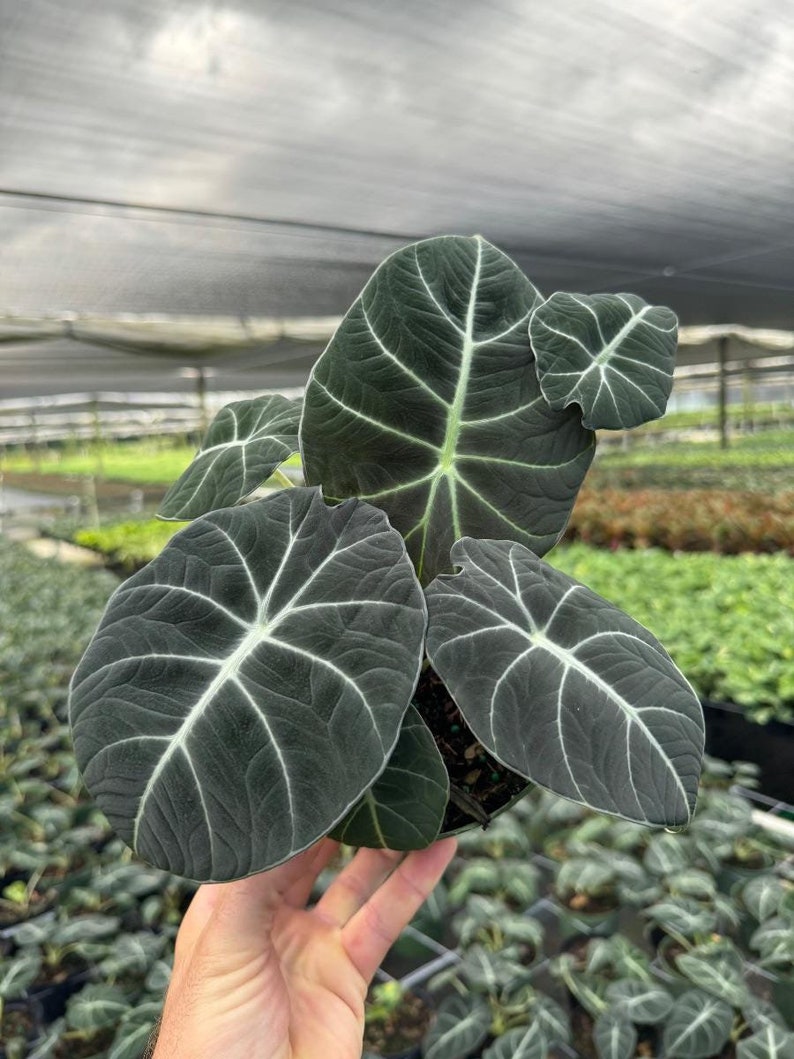 Alocasia Black Velvet | Reginula Elephant Ear | Live Outdoor / Indoor Tropical Houseplant | Home / Office Decor | Easy Care in 4" and 6" Pot