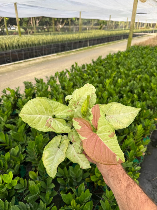Syngonium Confetti Plant - Unique Color Arrow Head Shape Leaf | Live Tropical Houseplant | Indoor Home & Office Decor Easy Care 4" or 6" Pot