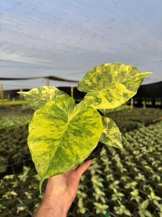 Variegated Alocasia Macrorrhiza Aurea | Rare Golden Elephant Ear | Live indoor Tropical Houseplant | Home Office Decor | Easy Care in 6" Pot