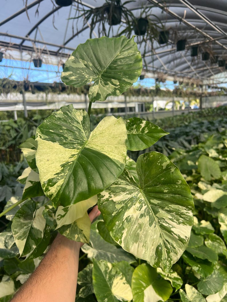 Variegated Alocasia California Odora Albo | Rare Elephant Ear Plant | Live Indoor & Outdoor Tropical Houseplant | Rooted in 4 and 6" Pot