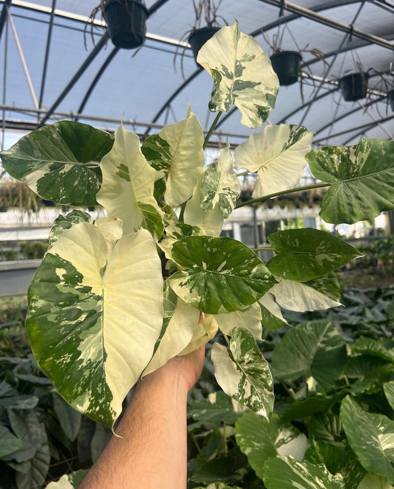 Variegated Alocasia California Odora Albo | Rare Elephant Ear Plant | Live Indoor & Outdoor Tropical Houseplant | Rooted in 4 and 6" Pot