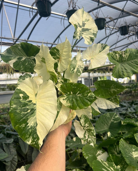 Variegated Alocasia California Odora Albo | Rare Elephant Ear Plant | Live Indoor & Outdoor Tropical Houseplant | Rooted in 4 and 6" Pot