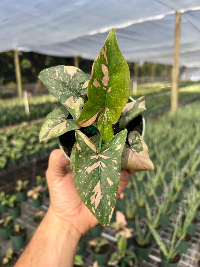 Syngonium Pink Splash Plant - Rare Variegated Arrow Head Leaf | Live Tropical Houseplant | Indoor Home Decor | Easy Care Rooted in 4” Pot
