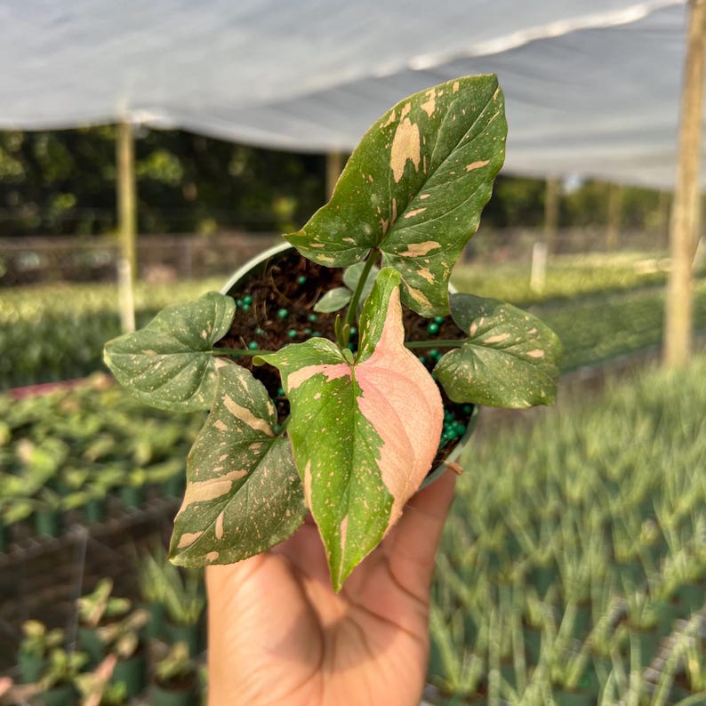 Syngonium Pink Splash Plant - Rare Variegated Arrow Head Leaf | Live Tropical Houseplant | Indoor Home Decor | Easy Care Rooted in 4” Pot