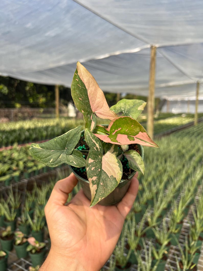Syngonium Pink Splash Plant - Rare Variegated Arrow Head Leaf | Live Tropical Houseplant | Indoor Home Decor | Easy Care Rooted in 4” Pot
