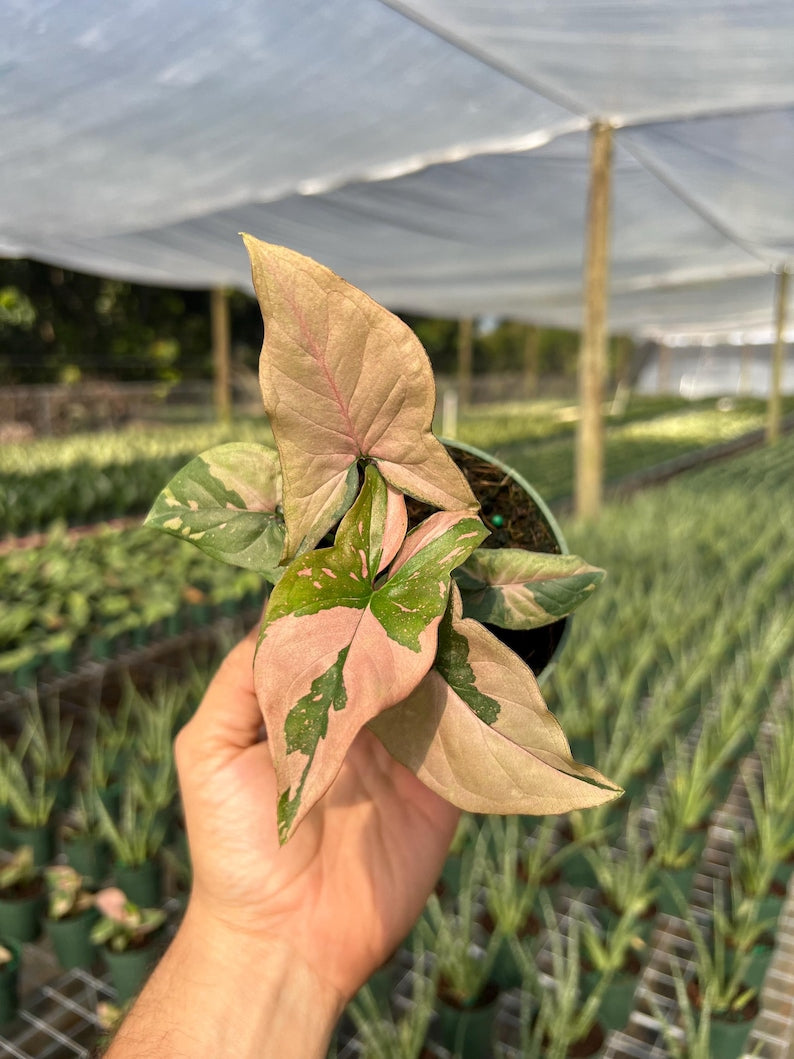 Syngonium Pink Splash Plant - Rare Variegated Arrow Head Leaf | Live Tropical Houseplant | Indoor Home Decor | Easy Care Rooted in 4” Pot