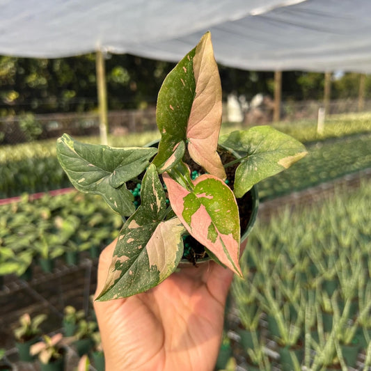 Syngonium Pink Splash Plant - Rare Variegated Arrow Head Leaf | Live Tropical Houseplant | Indoor Home Decor | Easy Care Rooted in 4” Pot